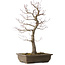 Acer palmatum, 58 cm, ± 30 jaar oud, met een nebari van 12 cm