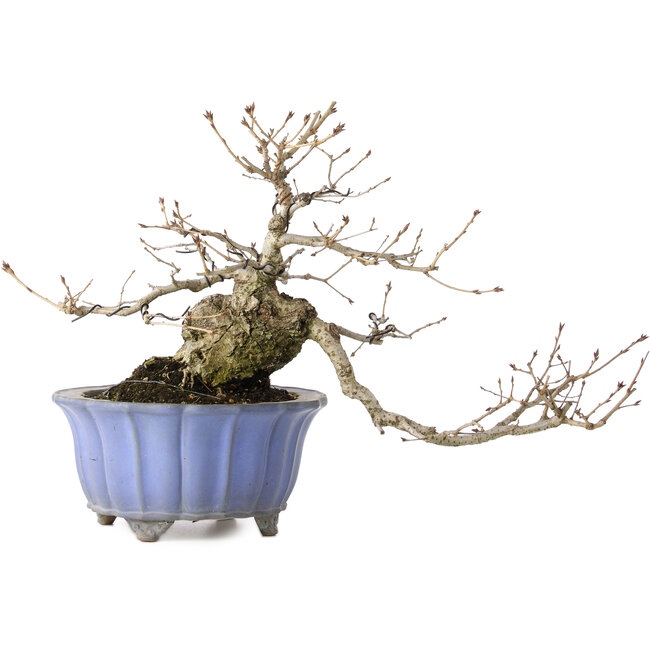 Quercus serrata, 30 cm, ± 20 anni