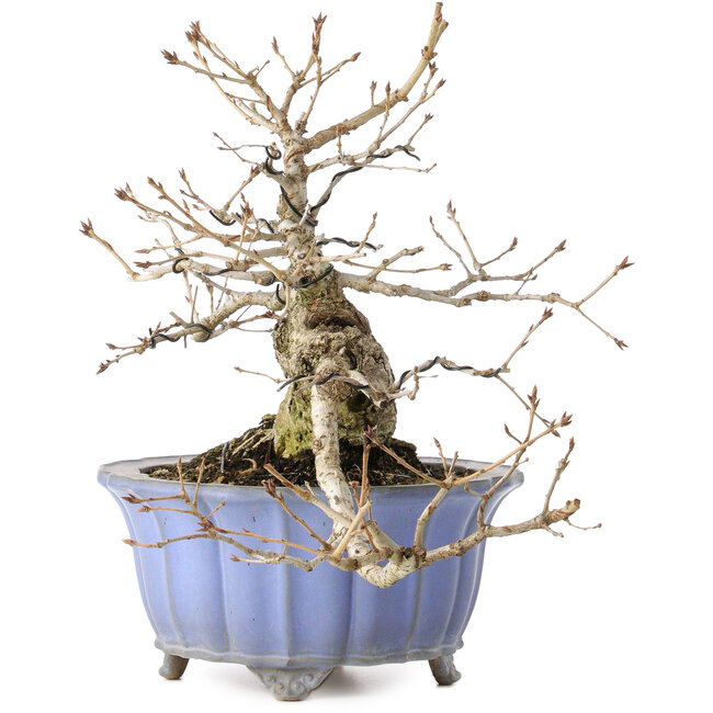 Quercus serrata, 30 cm, ± 20 years old