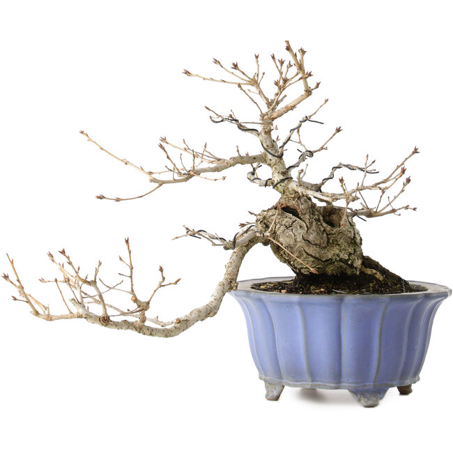 Quercus serrata, 30 cm, ± 20 anni