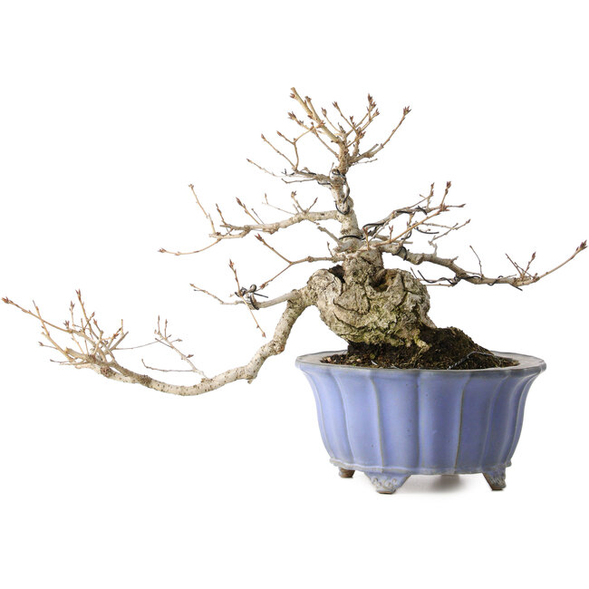 Quercus serrata, 30 cm, ± 20 years old