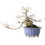 Quercus suber, 30 cm, ± 20 Jahre alt