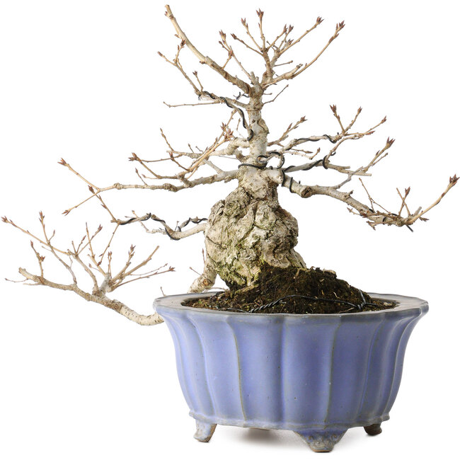 Quercus serrata, 30 cm, ± 20 Jahre alt