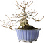 Quercus suber, 30 cm, ± 20 Jahre alt