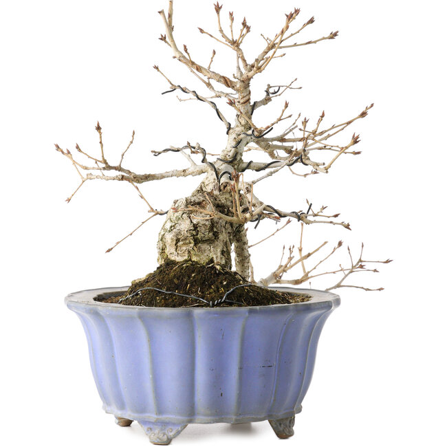 Quercus serrata, 30 cm, ± 20 years old