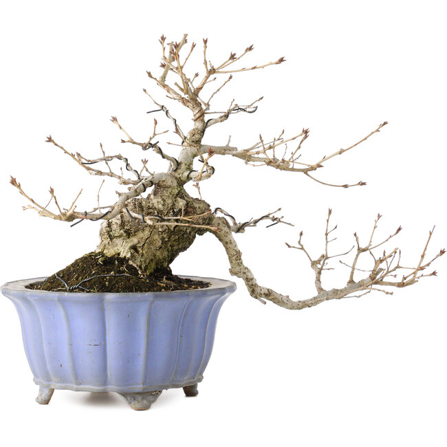 Quercus serrata, 30 cm, ± 20 anni