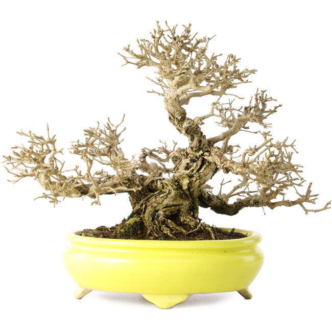 Ligustrum, 19 cm, ± 30 jaar oud, in een handgemaakte Japanse pot van Shibakatsu, met een nebari van 9 cm