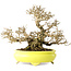 Ligustrum, 19 cm, ± 30 jaar oud, in een handgemaakte Japanse pot van Shibakatsu, met een nebari van 9 cm