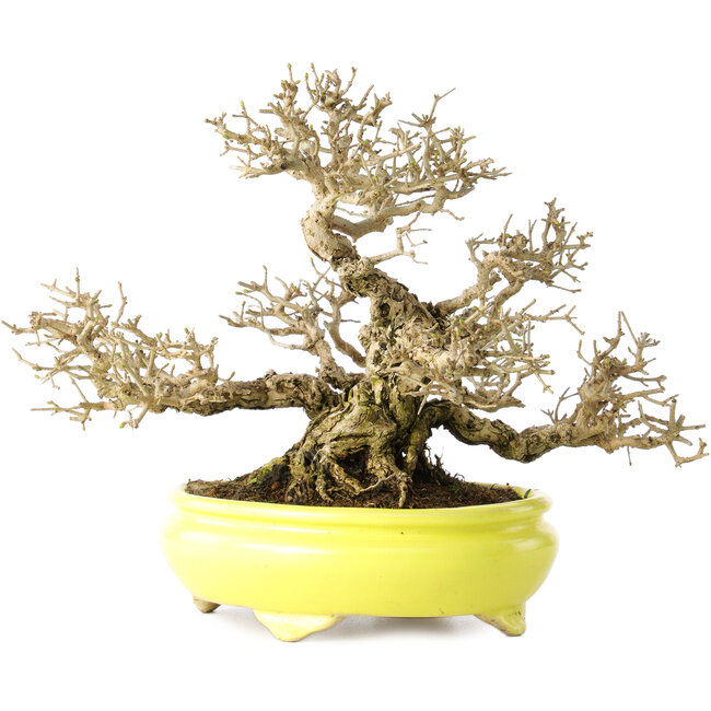 Ligustrum, 19 cm, ± 30 jaar oud, in een handgemaakte Japanse pot van Shibakatsu, met een nebari van 9 cm