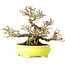 Ligustrum, 19 cm, ± 30 ans, dans un pot japonais fait main par Shibakatsu, avec un nebari de 9 cm
