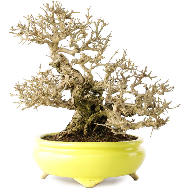 Ligustrum, 19 cm, ± 30 ans, dans un pot japonais fait main par Shibakatsu, avec un nebari de 9 cm