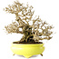 Ligustrum, 19 cm, ± 30 jaar oud, in een handgemaakte Japanse pot van Shibakatsu, met een nebari van 9 cm