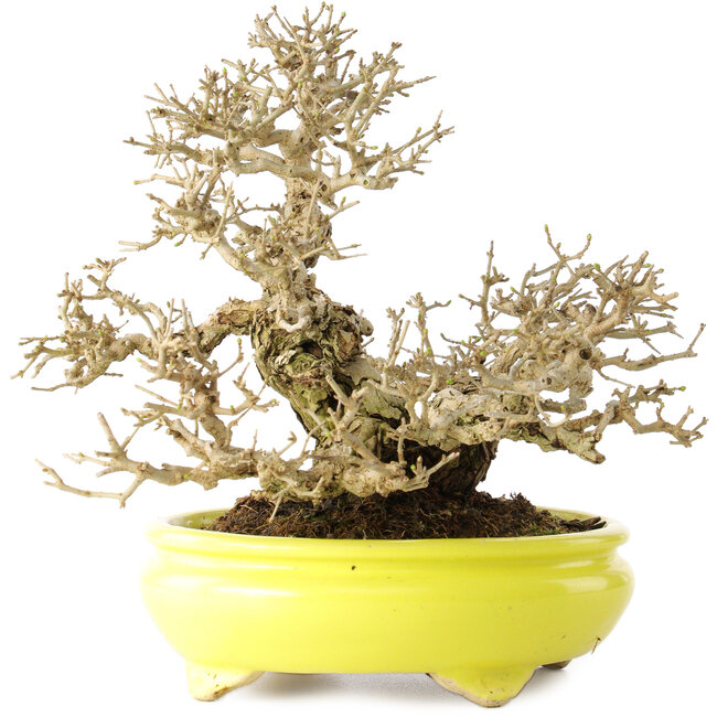Ligustrum, 19 cm, ± 30 ans, dans un pot japonais fait main par Shibakatsu, avec un nebari de 9 cm