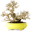 Ligustrum, 19 cm, ± 30 jaar oud, in een handgemaakte Japanse pot van Shibakatsu, met een nebari van 9 cm