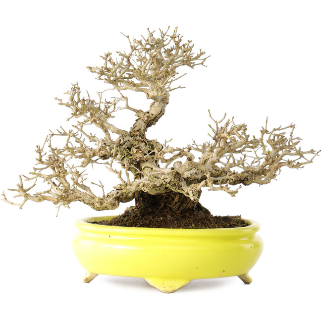 Ligustrum, 19 cm, ± 30 anni, in un vaso giapponese fatto a mano da Shibakatsu, con un nebari di 9 cm