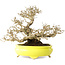 Ligustrum, 19 cm, ± 30 ans, dans un pot japonais fait main par Shibakatsu, avec un nebari de 9 cm