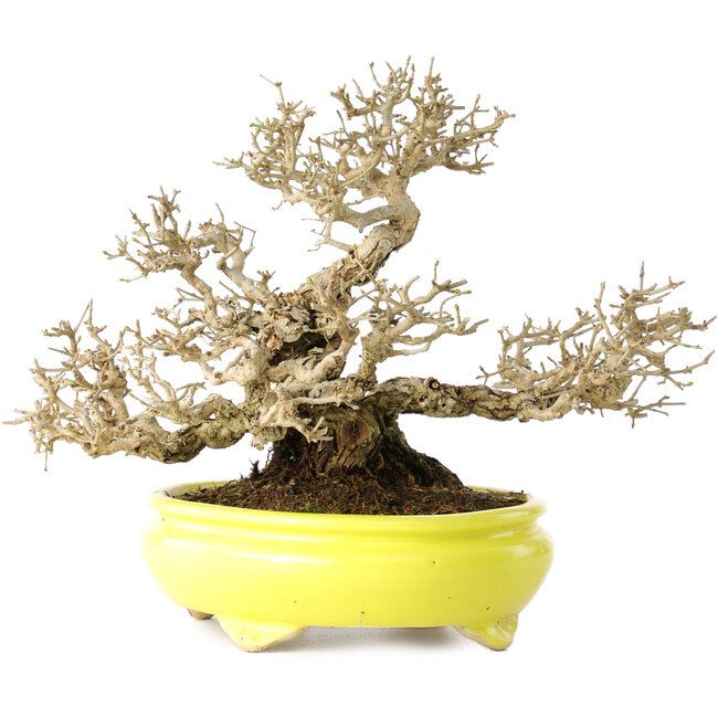Ligustrum, 19 cm, ± 30 years old, in a handmade Japanese pot by Shibakatsu, with a nebari of 9 cm