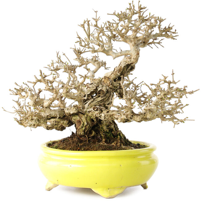 Ligustrum, 19 cm, ± 30 years old, in a handmade Japanese pot by Shibakatsu, with a nebari of 9 cm