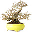 Ligustrum, 19 cm, ± 30 jaar oud, in een handgemaakte Japanse pot van Shibakatsu, met een nebari van 9 cm