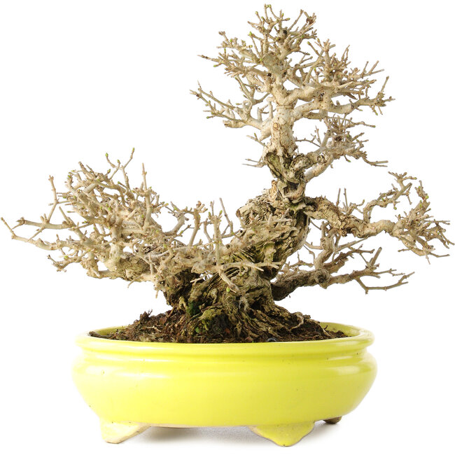 Ligustrum, 19 cm, ± 30 años, en maceta japonesa hecha a mano por Shibakatsu, con un nebari de 9 cm