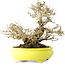 Ligustrum, 19 cm, ± 30 jaar oud, in een handgemaakte Japanse pot van Shibakatsu, met een nebari van 9 cm