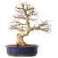 Carpinus coreana, 36 cm, ± 30 jaar oud, met een nebari van 13 cm