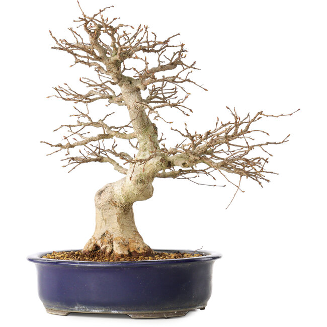 Carpinus coreana, 36 cm, ± 30 anni, con un nebari di 13 cm