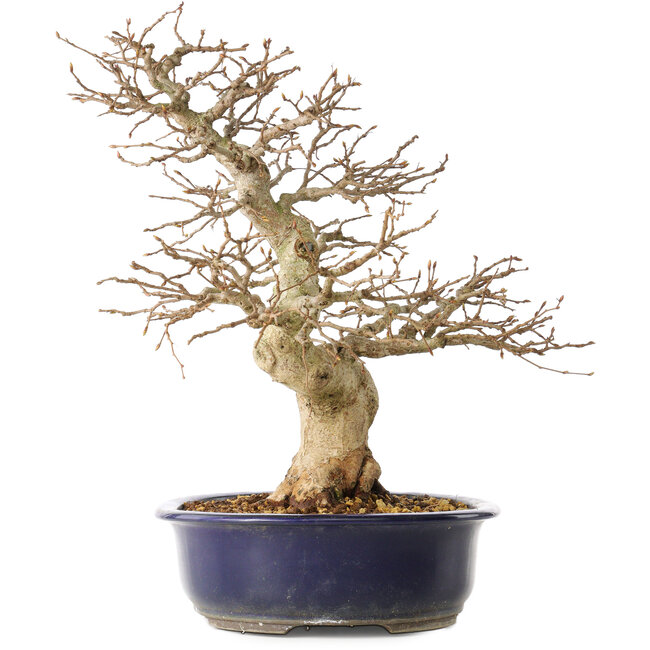 Carpinus coreana, 36 cm, ± 30 years old, with a nebari of 13 cm