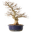Carpinus coreana, 36 cm, ± 30 jaar oud, met een nebari van 13 cm
