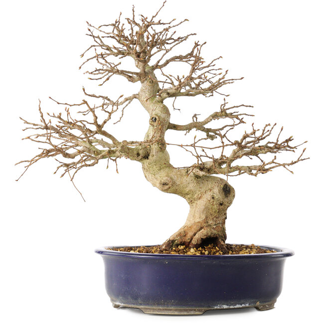 Carpinus coreana, 36 cm, ± 30 ans, avec un nebari de 13 cm