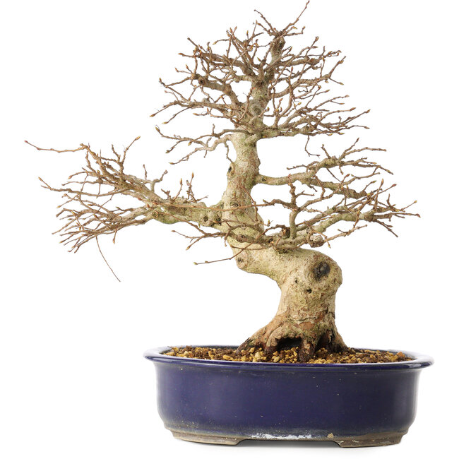 Carpinus coreana, 36 cm, ± 30 ans, avec un nebari de 13 cm