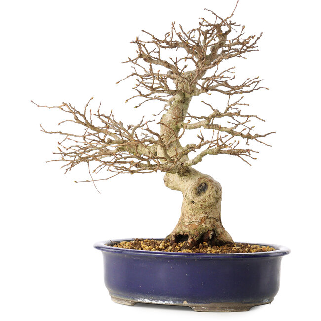 Carpinus coreana, 36 cm, ± 30 Jahre alt, mit einem Nebari von 13 cm
