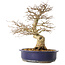 Carpinus coreana, 36 cm, ± 30 jaar oud, met een nebari van 13 cm