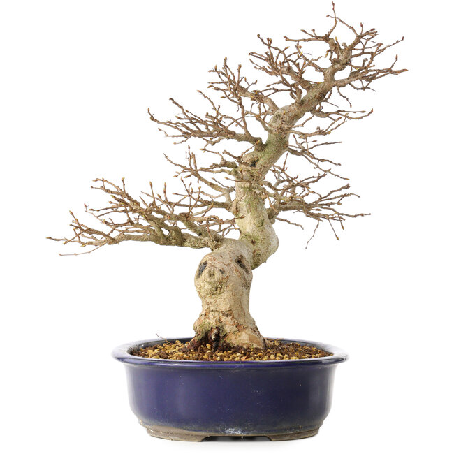 Carpinus coreana, 36 cm, ± 30 años, con un nebari de 13 cm