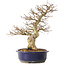Carpinus coreana, 36 cm, ± 30 jaar oud, met een nebari van 13 cm