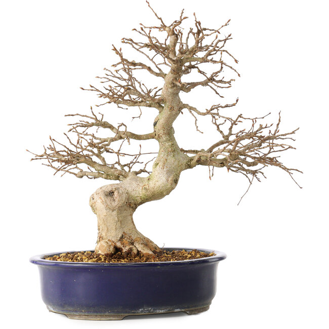 Carpinus coreana, 36 cm, ± 30 years old, with a nebari of 13 cm