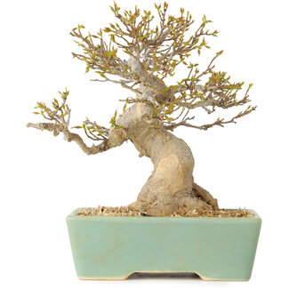 Acer buergerianum, 16,5 cm, ± 25 jaar oud