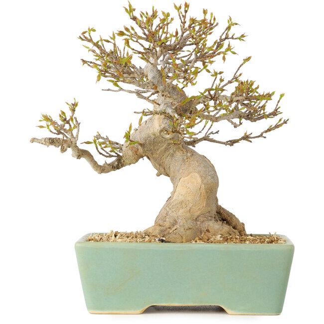 Acer buergerianum, 16,5 cm, ± 25 Jahre alt, mit einem Nebari von 7 cm