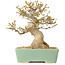 Acer buergerianum, 16,5 cm, ± 25 jaar oud, met een nebari van 7 cm