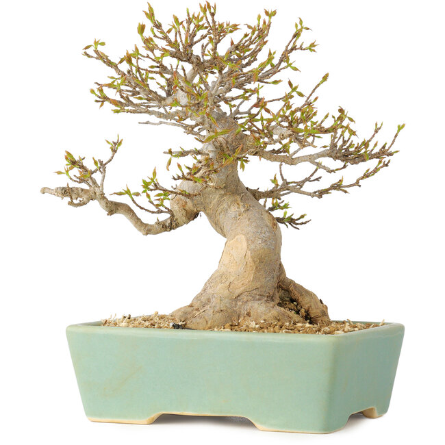 Acer buergerianum, 16,5 cm, ± 25 years old, with a nebari of 7 cm