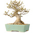 Acer buergerianum, 16,5 cm, ± 25 ans, avec un nebari de 7 cm