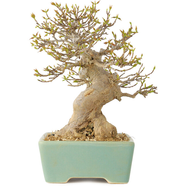 Acer buergerianum, 16,5 cm, ± 25 years old, with a nebari of 7 cm