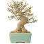 Acer buergerianum, 16,5 cm, ± 25 jaar oud, met een nebari van 7 cm