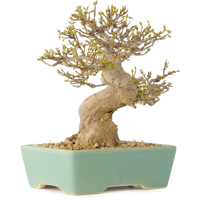 Acer buergerianum, 16,5 cm, ± 25 jaar oud, met een nebari van 7 cm