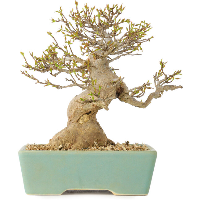 Acer buergerianum, 16,5 cm, ± 25 jaar oud, met een nebari van 7 cm