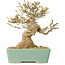 Acer buergerianum, 16,5 cm, ± 25 jaar oud, met een nebari van 7 cm