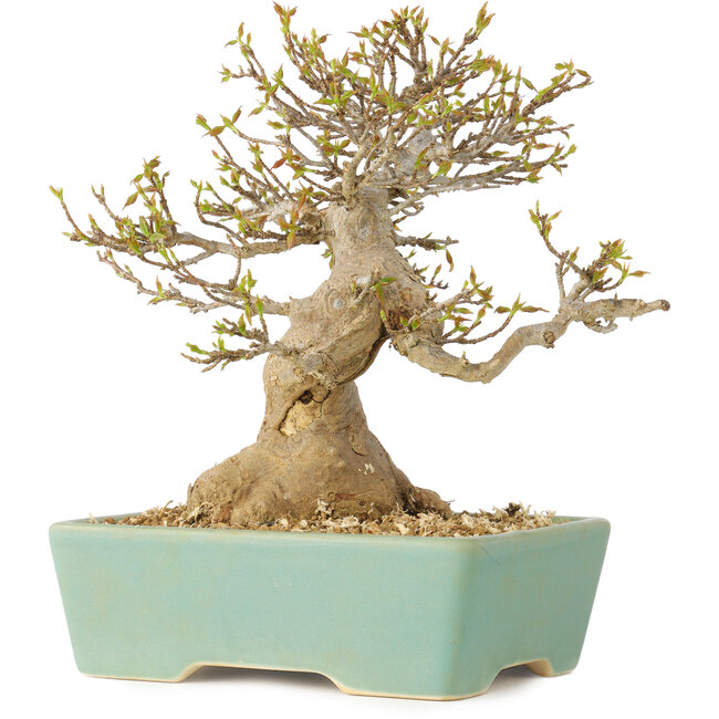 Acer buergerianum, 16,5 cm, ± 25 ans, avec un nebari de 7 cm