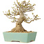 Acer buergerianum, 16,5 cm, ± 25 jaar oud, met een nebari van 7 cm