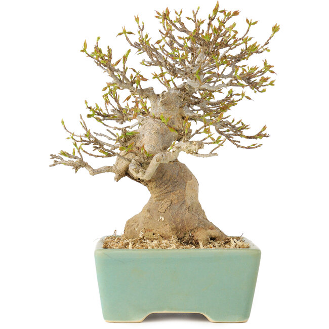 Acer buergerianum, 16,5 cm, ± 25 jaar oud, met een nebari van 7 cm