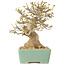 Acer buergerianum, 16,5 cm, ± 25 jaar oud, met een nebari van 7 cm